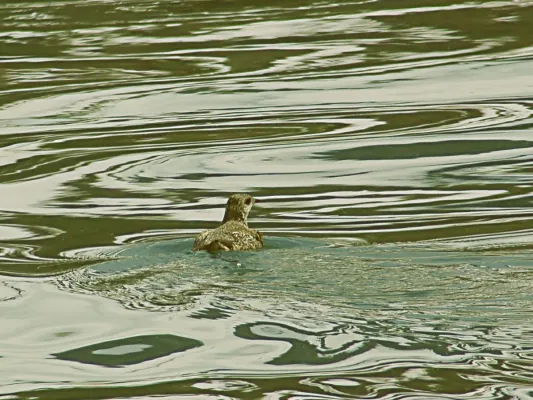 File:Brachyramphus brevirostris, Kenai 1.jpg