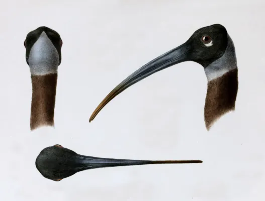 File:Nouvelles archives du Muséum d'histoire naturelle (Pl. 6, Pseudibis davisoni).jpg