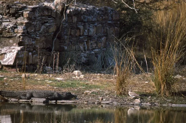 File:Beach Thick-knees (Esacus magnirostris) with Marsh Crocodile (Crocodylus palustris) (20622511710).jpg