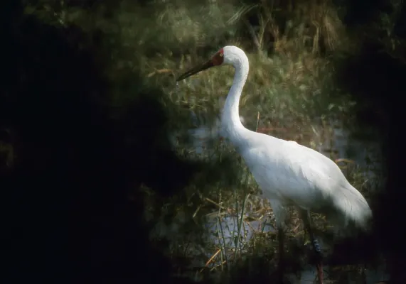 File:Siberian Crane (Grus leucogeranus) (20756977766).jpg