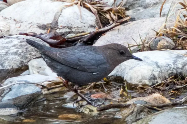File:American Dipper (Cinclus mexicanus) (19729740973).jpg