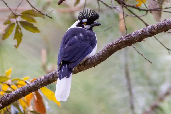 File:Tufted Jay (Cyanocorax dickeyi) (8079385338).jpg