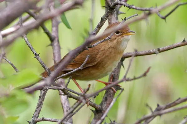 File:Brown Bush-Warbler (Locustella luteoventris) (8077170366).jpg