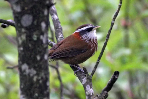 File:Streak-breasted Scimitar-Babbler (Pomatorhinus ruficollis) (8077171488).jpg
