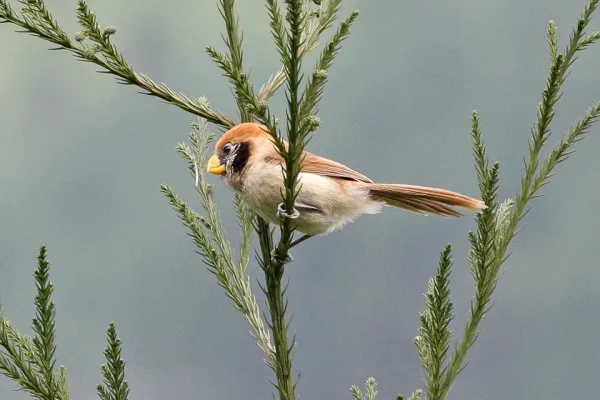 File:Spot-breasted Parrotbill (Paradoxornis guttaticollis) (8077150402).jpg