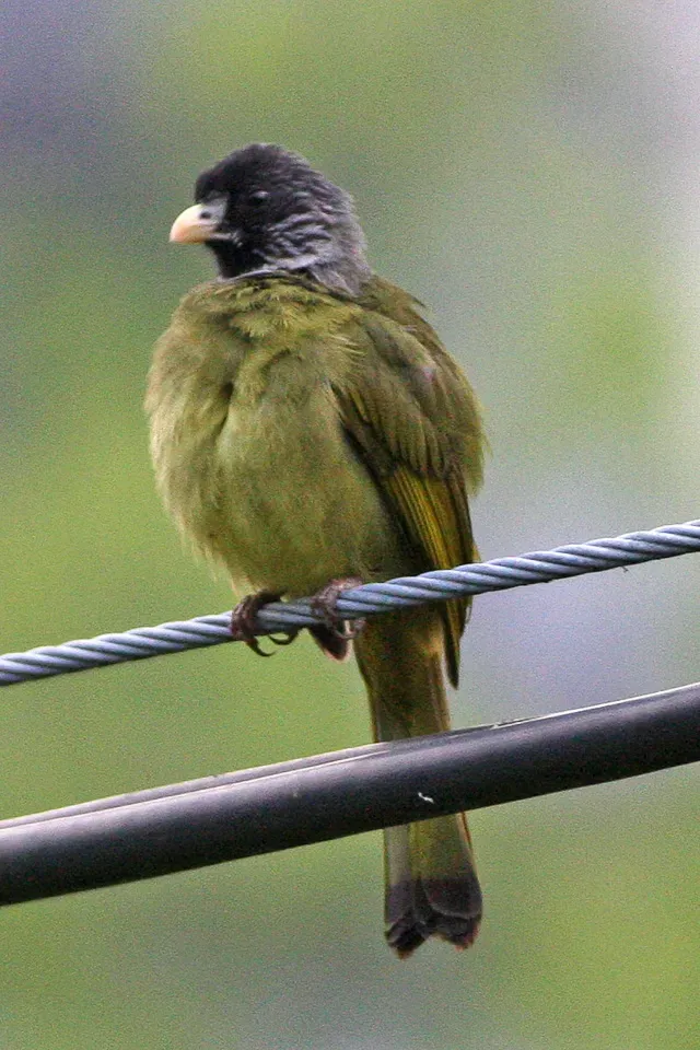 File:Collared Finchbill (Spizixos semitorques) (8077175085).jpg