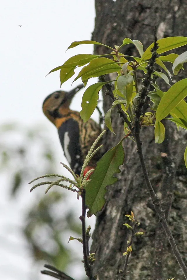 File:Darjeeling Woodpecker (Dendrocopos darjellensis) (8077164917).jpg