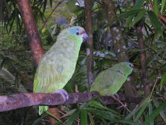 File:Amazona festiva in the Amazon jungle.jpg