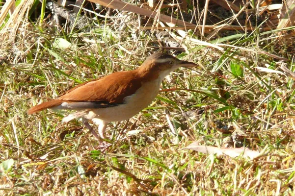 File:Furnarius leucopus cinnamomeus - Vilcabamba, Ecuador.jpg