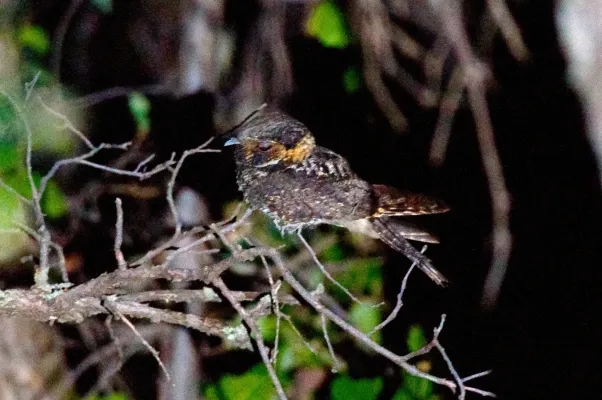 File:Antrostomus arizonae, Mt. Lemmon, Arizona 1.jpg