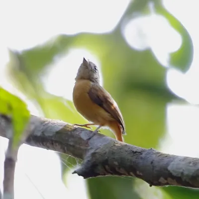 File:Terenotriccus erythrurus - Ruddy-tailed flycatcher.JPG