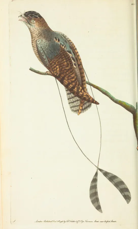 File:Caprimulgus longipennis Shaw, 1796.jpg