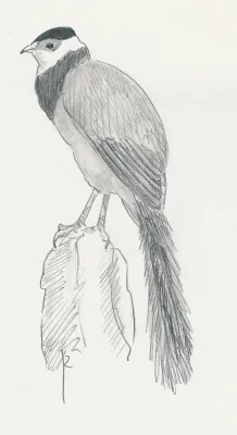 File:Tibetaanse oorfazant Crossoptilon harmani Jos Zwarts 2.jpg