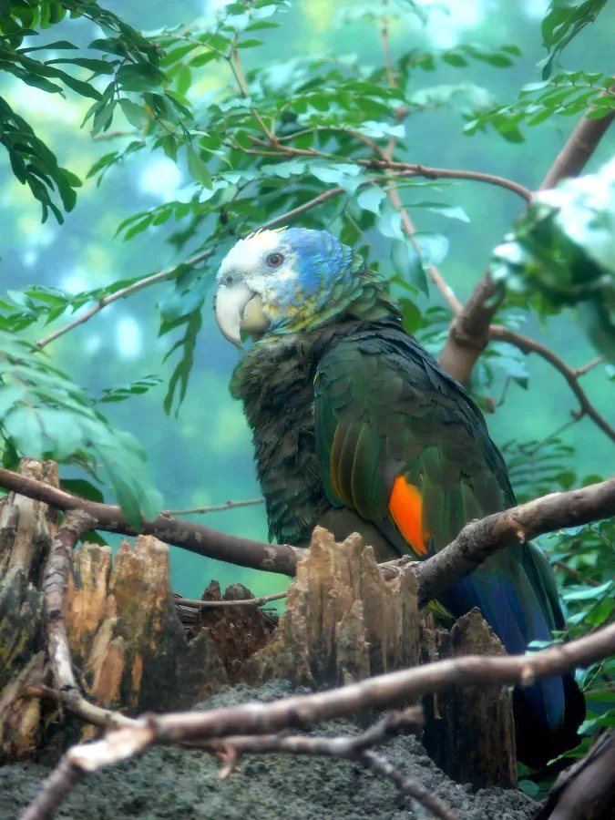 File:Amazona guildingii-4.jpg