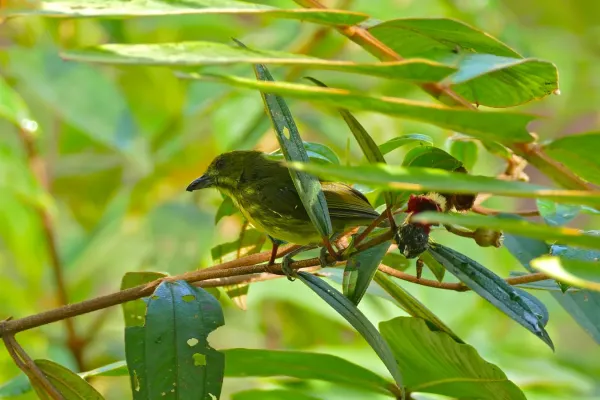 File:Yellow-breasted Flowerpecker (Prionochilus maculatus) (22890918014).jpg
