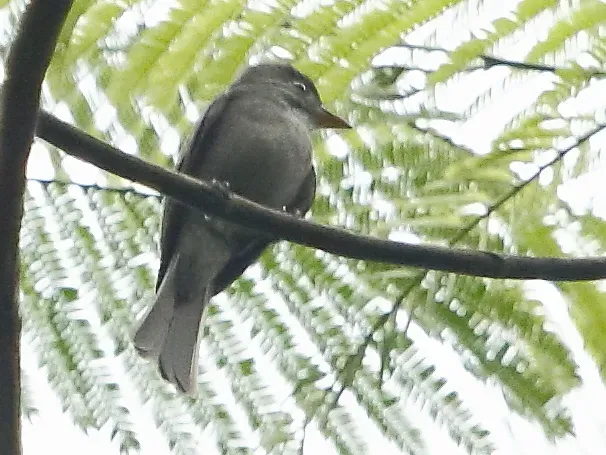 File:Contopus nigrescens - Blackish pewee.JPG