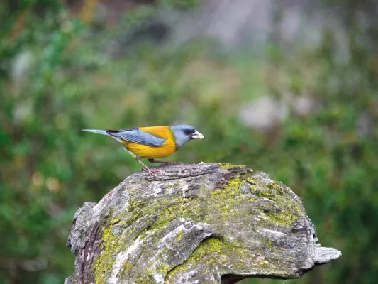 File:Phrygilus gayi, Patagonia 1.jpg