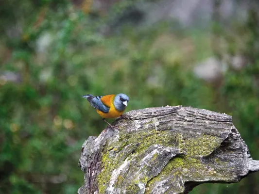 File:Phrygilus gayi, Patagonia 2.jpg