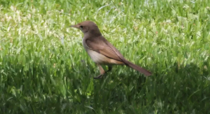 File:Iduna opaca, Marrakech 1.jpg