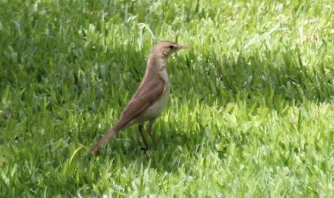 File:Iduna opaca, Marrakech 2.jpg