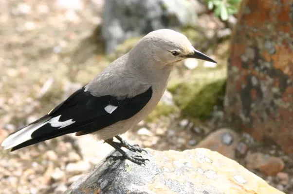 File:Clark's Nutcracker - Nucifraga columbiana.jpg