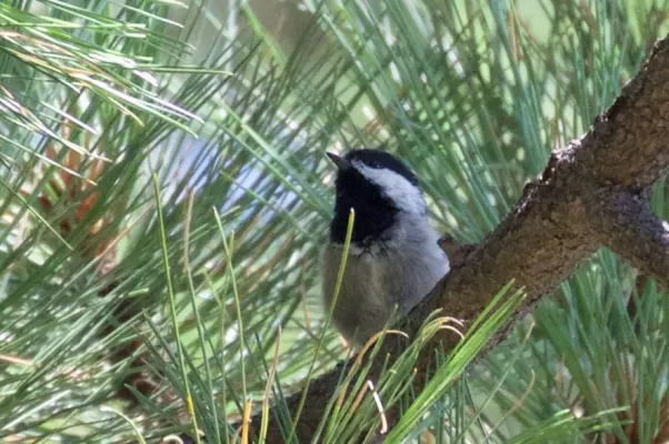 File:Poecile sclateri, Cave Creek, Arizona 5.jpg