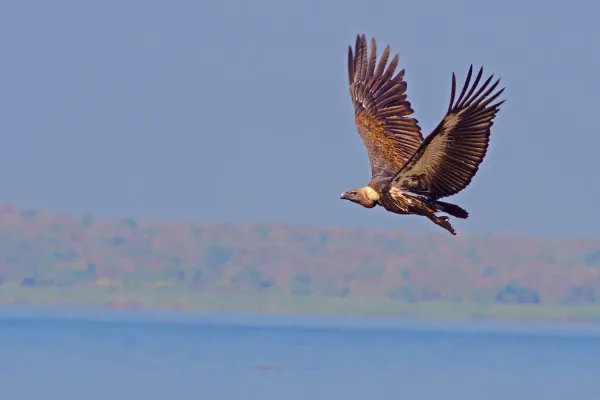 File:White-rumped vulture (Gyps bengalensis).jpg