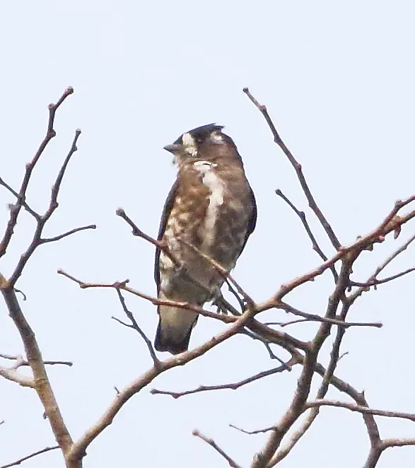File:Iodopleura isabellae - White-browed purpletuft.JPG