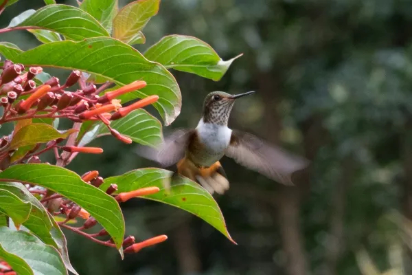 File:Lophornis-adorabilis-female-1.jpg