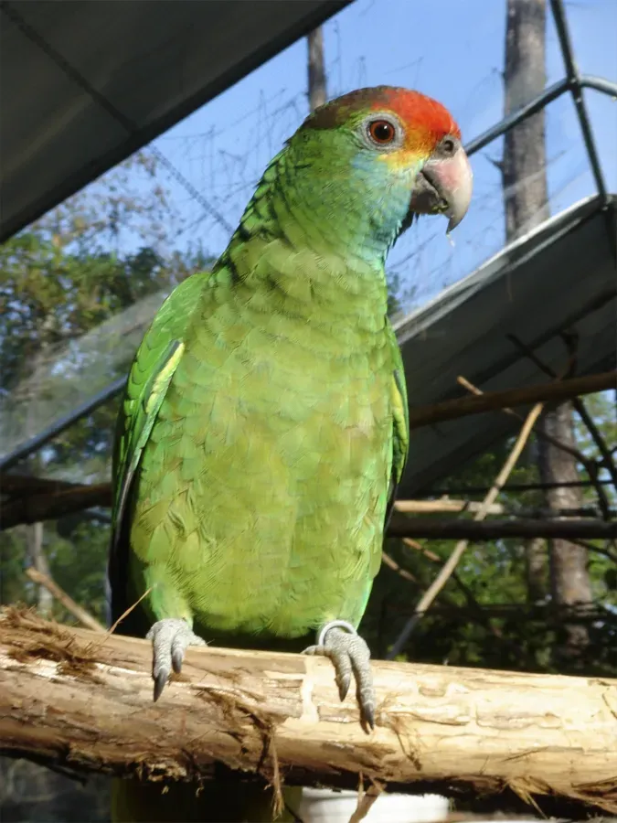File:Amazona rhodocorytha -RSCF-8a.jpg
