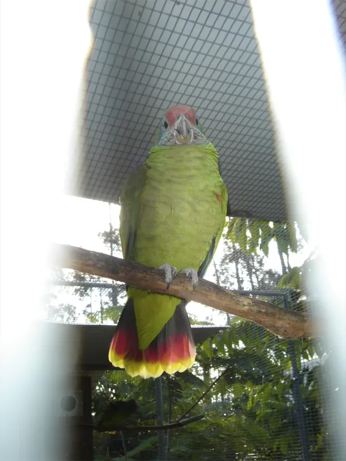 File:Amazona brasiliensis -RSCF-4.jpg