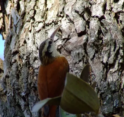 File:Lepidocolaptes angustirostris - on tree-4.jpg