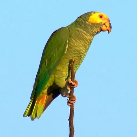 File:Alipiopsitta xanthops -in tree-3-4sq.jpg