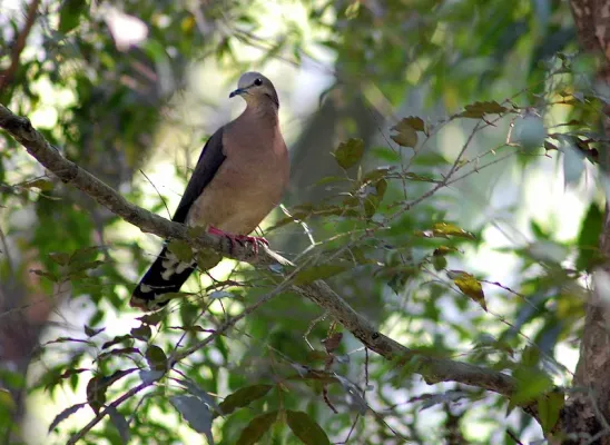 File:Leptotila rufaxilla -in tree-8.jpg