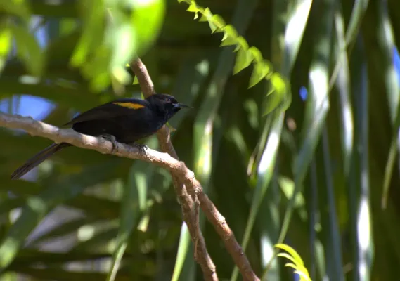 File:Epaulet Oriole (Icterus cayanensis)-6.jpg