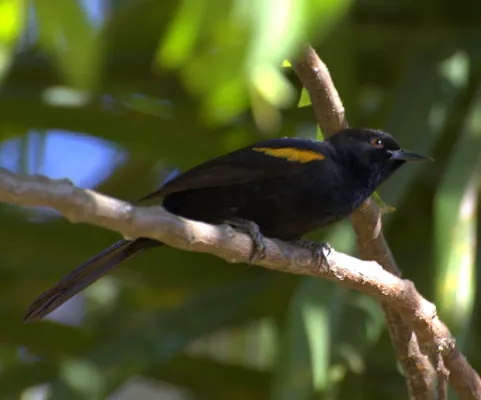 File:Epaulet Oriole (Icterus cayanensis)-6-3c.jpg
