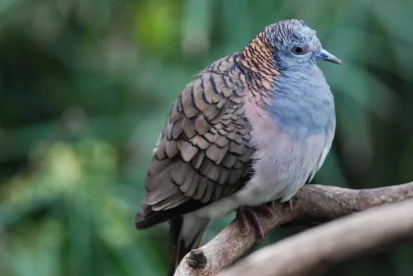 File:Geopelia Humeralis - Adelaide Zoo.JPG