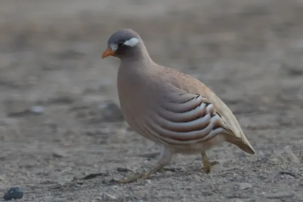 File:Ammoperdix heyi 2.jpg