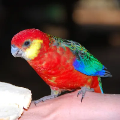 File:Western Rosella (Platycercus icterotis)-5-4c.jpg