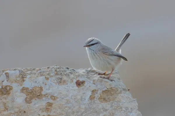File:Scotocerca inquieta. Israel.jpg