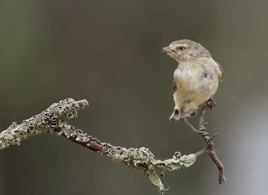 File:Weebill (Smicrornis brevirostris) (23352700474).jpg