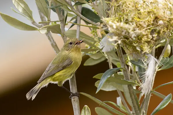 File:Yellow Thornbill (Acanthiza nana) (22451338928).jpg