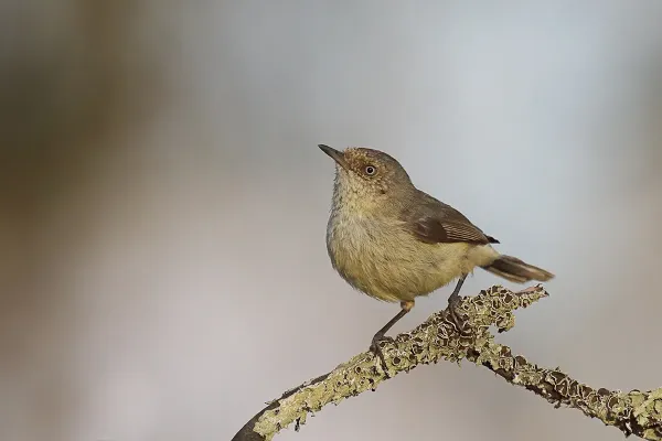 File:Buff-rumped Thornbill (Acanthiza reguloides) (23195373770).jpg