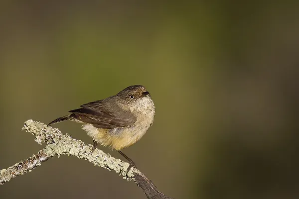 File:Buff-rumped Thornbill (Acanthiza reguloides) (22613781521).jpg