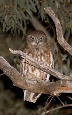 File:Boobook Owl (Ninox boobook) (22327713360).jpg