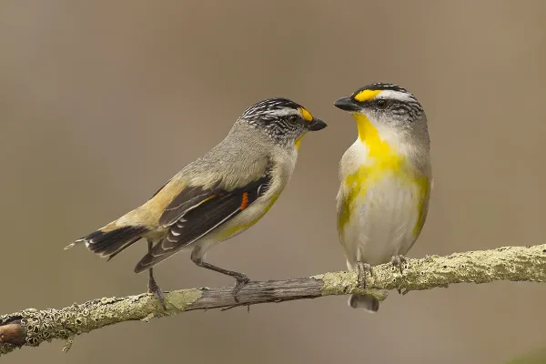 File:Striated Pardalote (Pardalotus striatus) (22393246151).jpg
