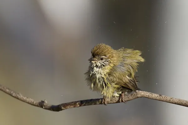 File:Striated Thornbill (Acanthiza lineata) (21625324795).jpg