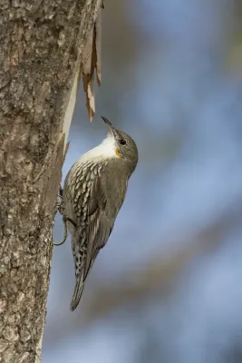 File:White-throated Treecreeper (Cormobates leucophaea) female (18523309043).jpg