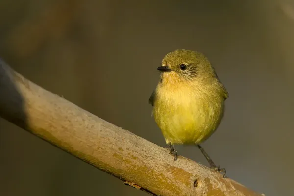 File:Yellow Thornbill (Acanthiza nana) (19432170415).jpg
