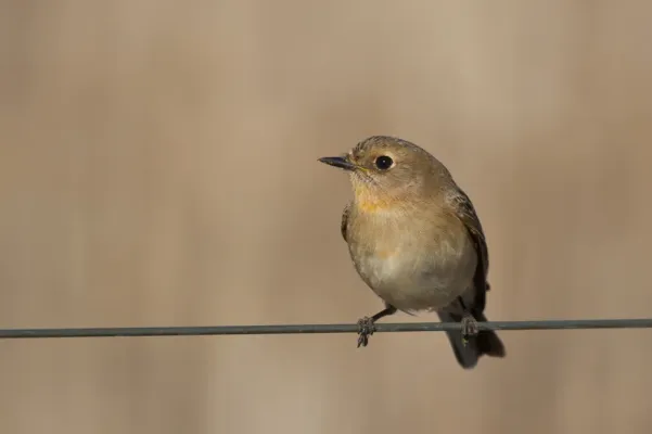 File:Flame Robin (Petroica phoenicea) (17191139570).jpg